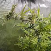 Big Bud cutlings