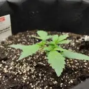 White Diesel Haze Automatic