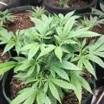 White Widow Cutling #1