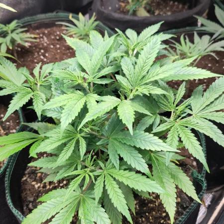 White Widow Cutling #1