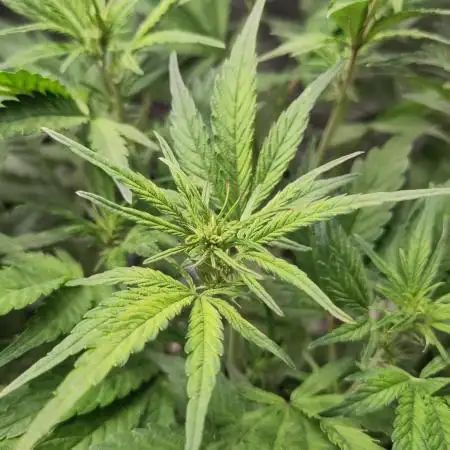 Fast Buds – Jack Herer Automatic