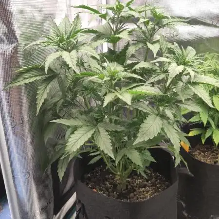 Sensi Seeds – Big Bud