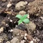 Fast Buds – Bubblegum Automatic