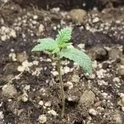 Fast Buds – Mexican Airlines