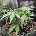 White Widow Cutling #1