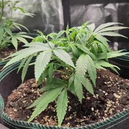 White Widow Cutling #1