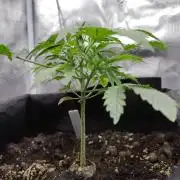 White Label White Diesel Hasze Automatic