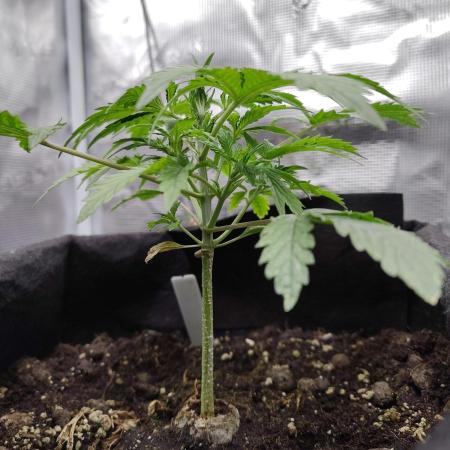 White Label White Diesel Hasze Automatic