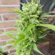 Fast Buds – Mexican Airlines Automatic