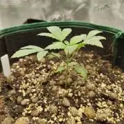 Sensi Seeds – Northern Lights (fem)
