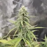 Sensi Seeds – White Diesel Haze Auto