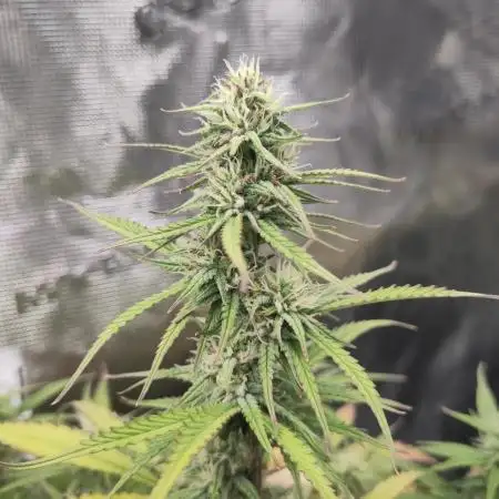 Sensi Seeds – White Diesel Haze Auto