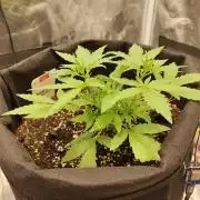 White Diesel Haze Automatic