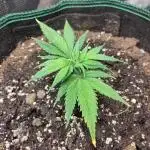 White Widow Cutling #1