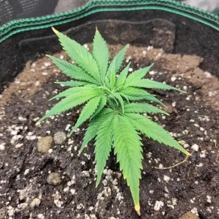 White Widow Cutling #1