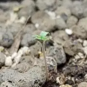 Choclate Rainbow XXL - Sensi Seeds