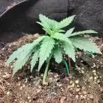 Fast Buds – Bubblegum Automatic