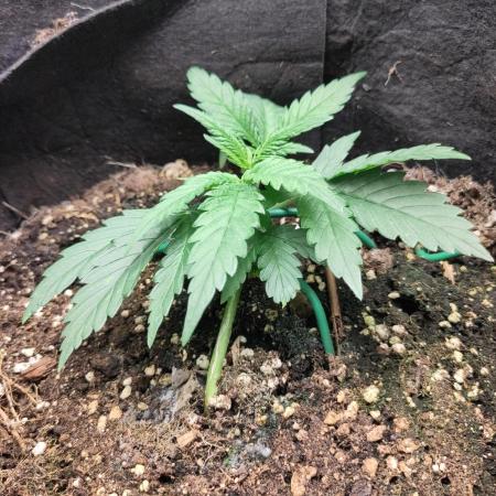 Fast Buds – Bubblegum Automatic