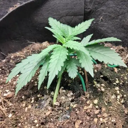 Fast Buds – Bubblegum Automatic