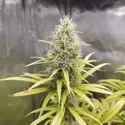 Choclate Rainbow XXL - Sensi Seeds