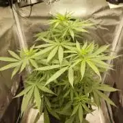 Choclate Rainbow XXL - Sensi Seeds