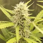 Princess Bubblegum III