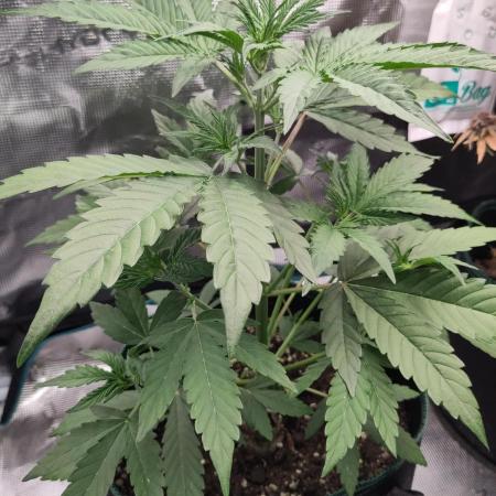 Sensi Seeds – Sticky Orange XXL Auto