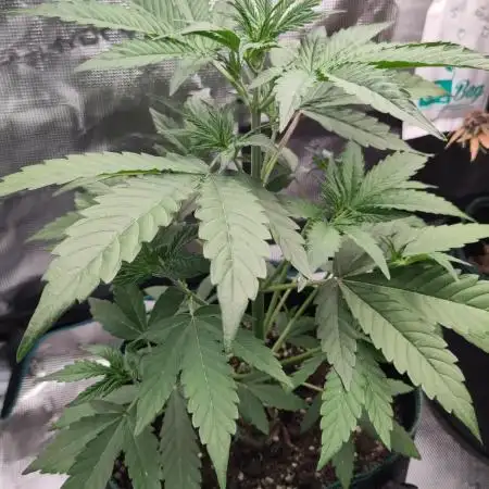 Sensi Seeds – Sticky Orange XXL Auto
