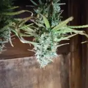 Fast Buds – Bubblegum Automatic