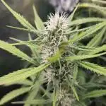 Fast Buds – Bubblegum Automatic