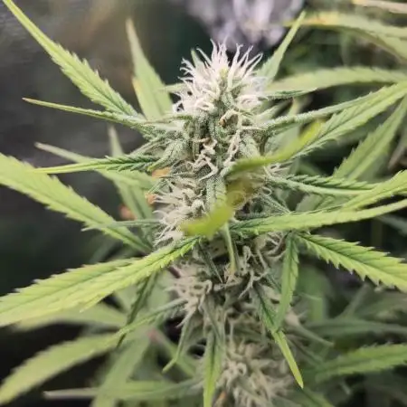 Fast Buds – Bubblegum Automatic