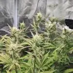 Fast Buds – Jack Herer Automatic