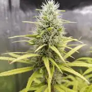 Choclate Rainbow XXL - Sensi Seeds