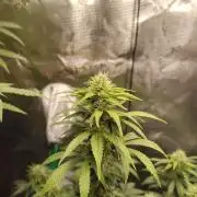Sensi Seeds – Northern Lights (fem)