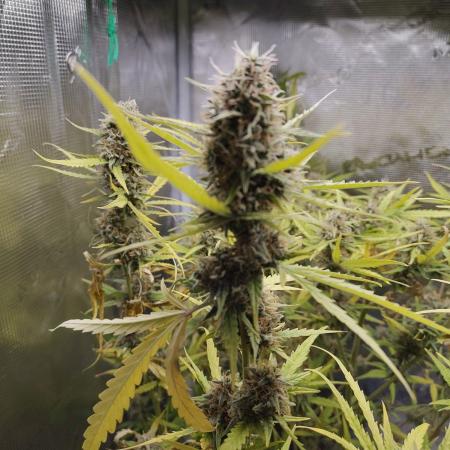 Princess Bubblegum III