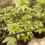 Sensi Seeds – Northern Lights (fem)