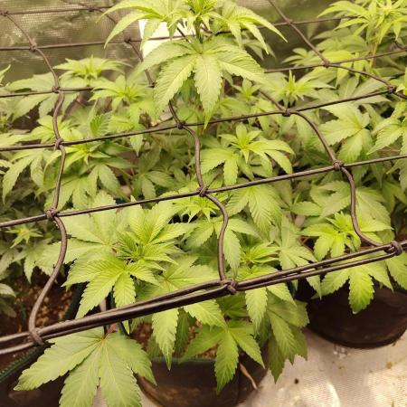 Sensi Seeds – Northern Lights (fem)