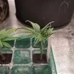 White Label – White Widow