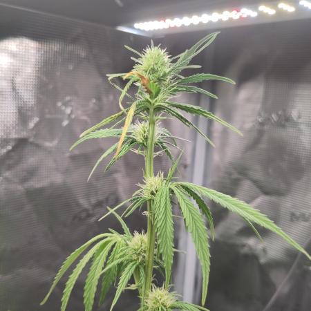 Sensi Seeds – Sticky Orange XXL Auto