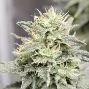 Double Banana Kush Fem