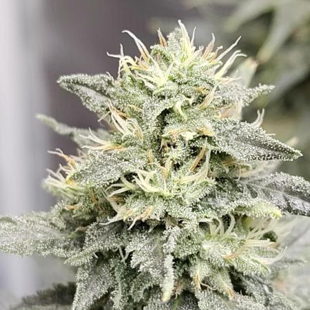 Double Banana Kush Fem