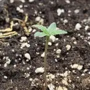 Fast Buds – Jack Herer