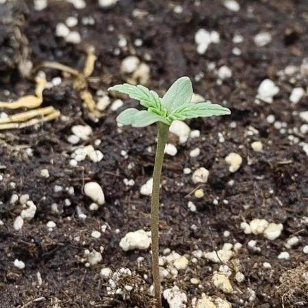 Fast Buds – Jack Herer