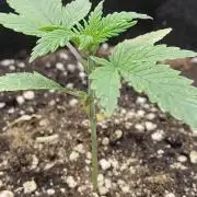 Fast Buds – Jack Herer