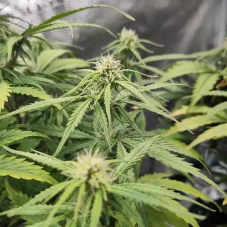 Sensi Seeds – White Diesel Haze Auto