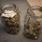 White Widow – White Label