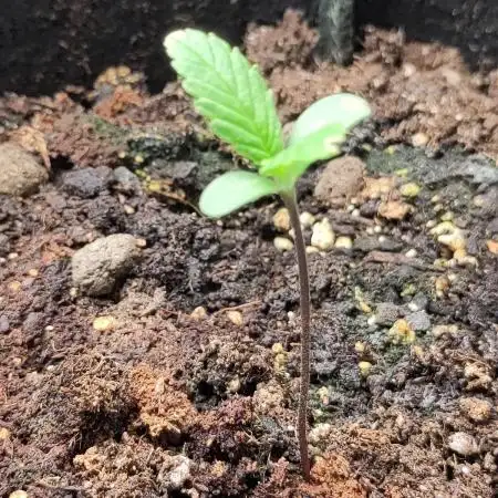 Fast Buds – Jack Herer Automatic