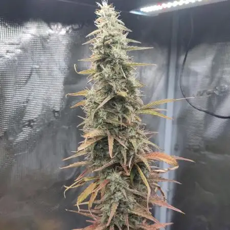Sensi Seeds – Sticky Orange XXL Auto