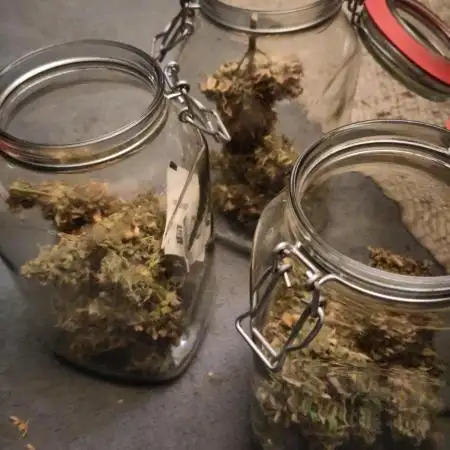 Pound Cake Auto - Fast Buds