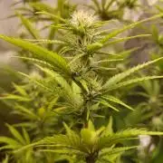 Sensi Seeds - Big Bud Cutlings #2 #3 #4